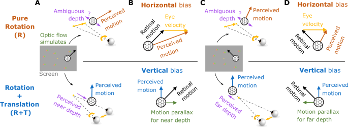 Fig. 5: Predictions for motion and depth perception in the R and R+T viewing geometries.