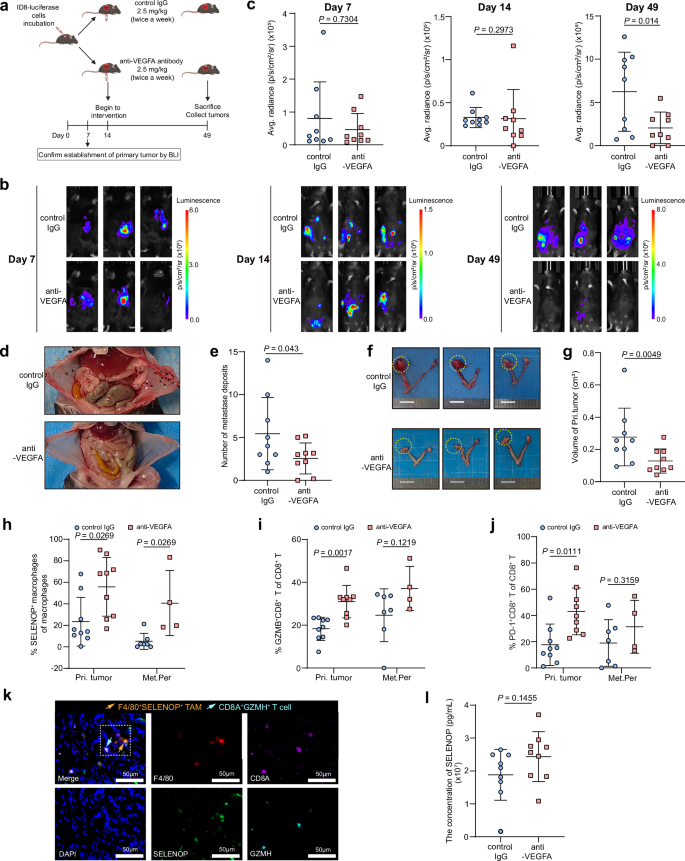 Fig. 7: Exploration of upregulated antitumor response within ovarian tumor microenvironment by the administration of anti-VEGFA antibody in vivo.