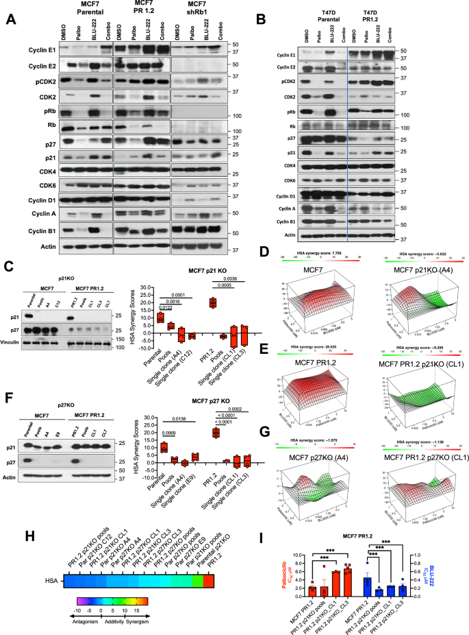 Fig. 3: Induction of p21 and p27 by BLU-222 in PR Cells Mediates Synergistic Response to CDK4/6 Inhibitors.