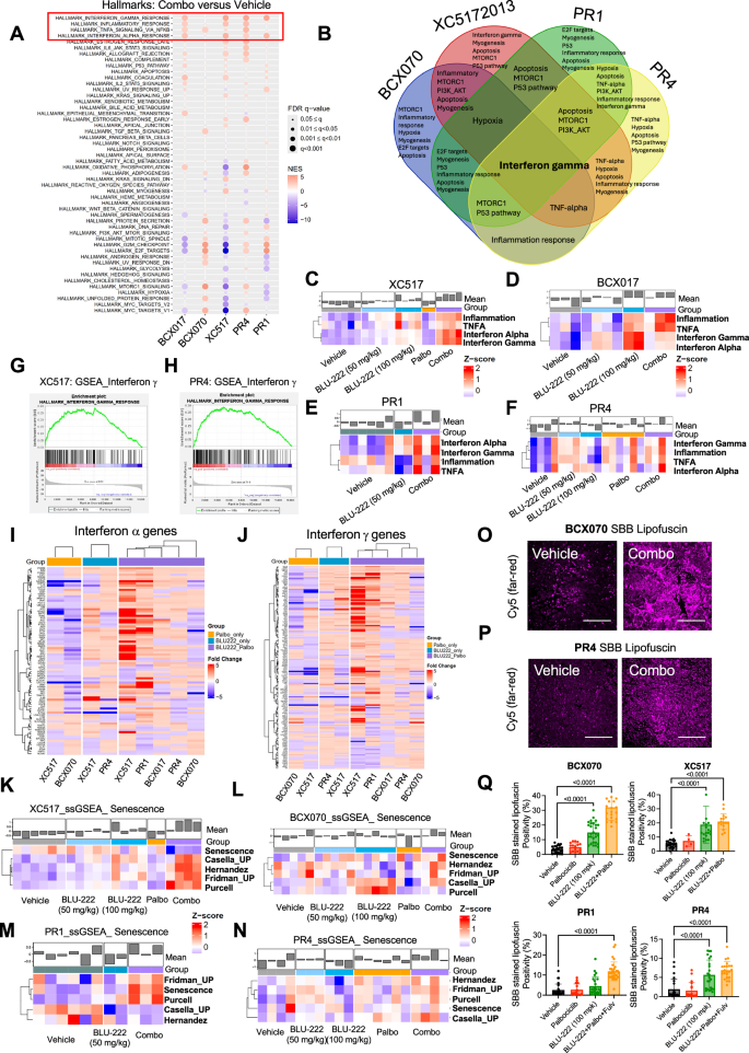 Fig. 8: Interferon-α and Interferon-γ Pathways and Senescence Genes Upregulated After Combination Treatment with BLU-222 and CDK4/6 Inhibitor in TNBC and HR+/HER2 − PDX Models That Progressed on Palbociclib Treatment.
