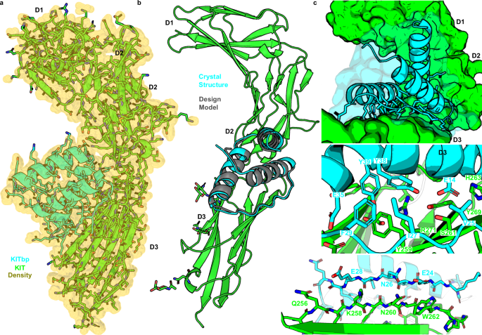 Fig. 4: Structural analysis of the KITbp-KIT complex.