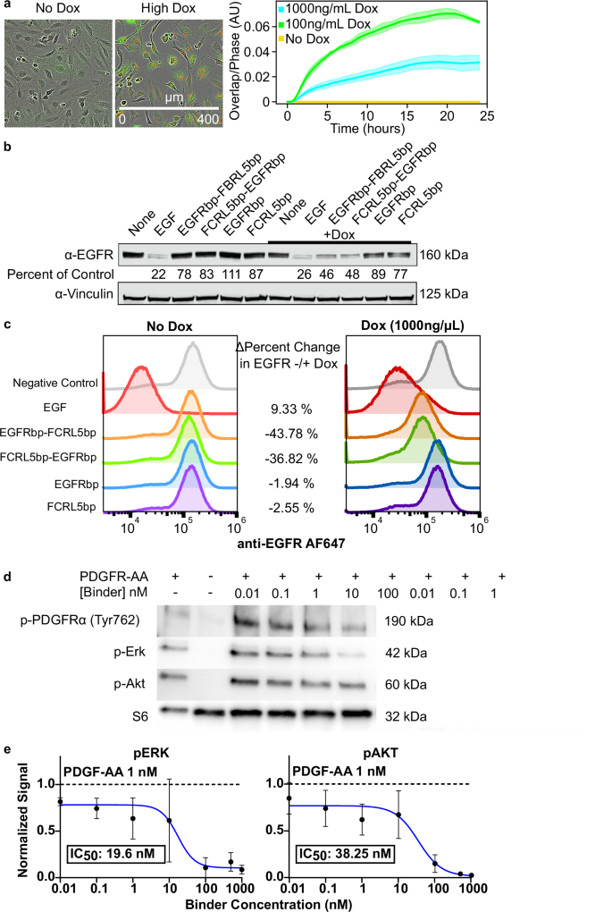 Fig. 5: Functional activity of FCRL5 and PDGFRα binding proteins.