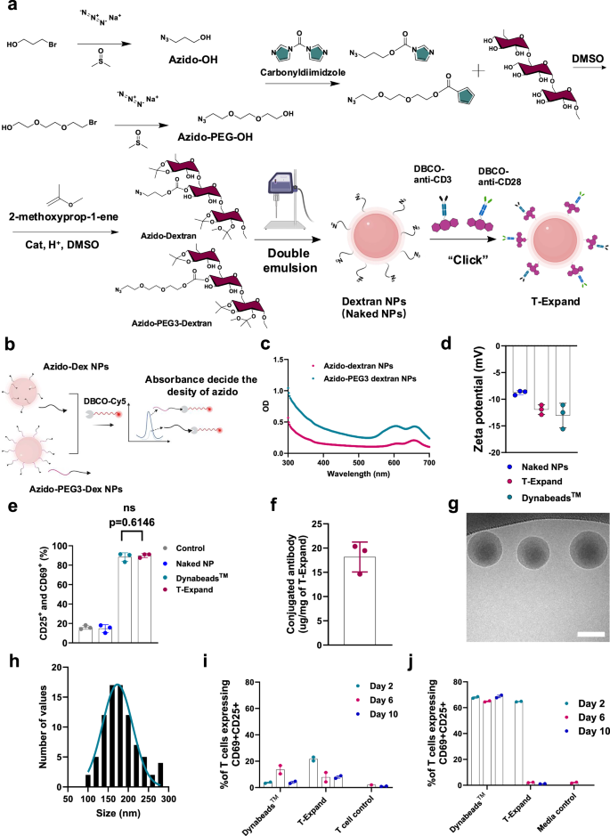 Fig. 1: Design and characterization of anti-CD3 and anti-CD28 conjugated dextran-based T-Expand.