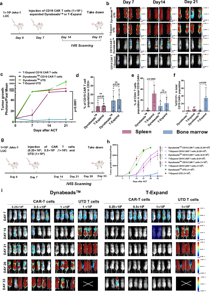 Fig. 5: T-expand expanded CAR T display superior antitumor activity in a xenograft model of B-cell lymphoma.