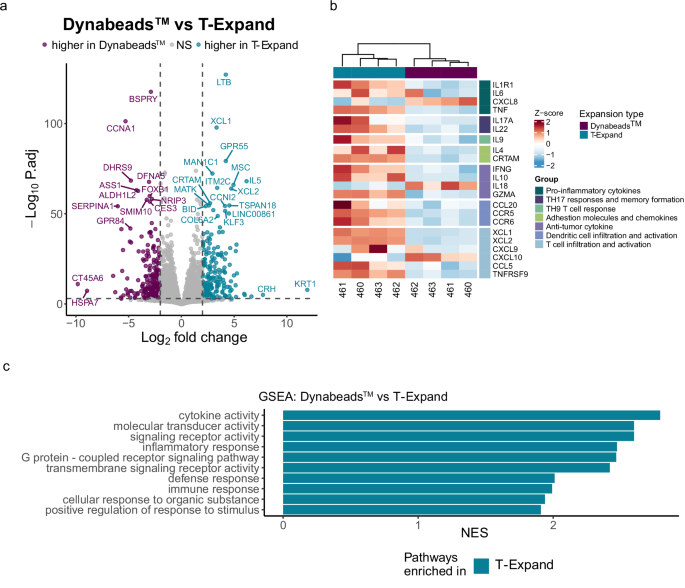 Fig. 6: Differential gene expression in CAR T cells expanded with either T-Expand or DynabeadsTM, highlighting key changes between the two expansion methods.