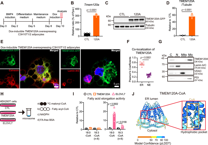 Fig. 2: TMEM120A is an ER localized CoA-binding protein lacking fatty acid elongase activity.
