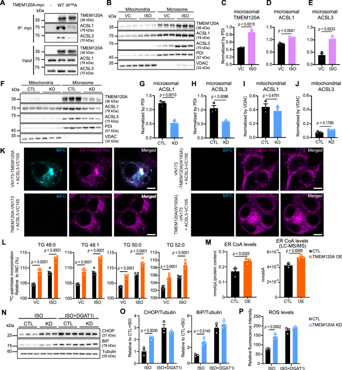 Fig. 3: TMEM120A physically interacts with ACSL1 and ACSL3 at the ER and enhances fatty acid re-esterification.