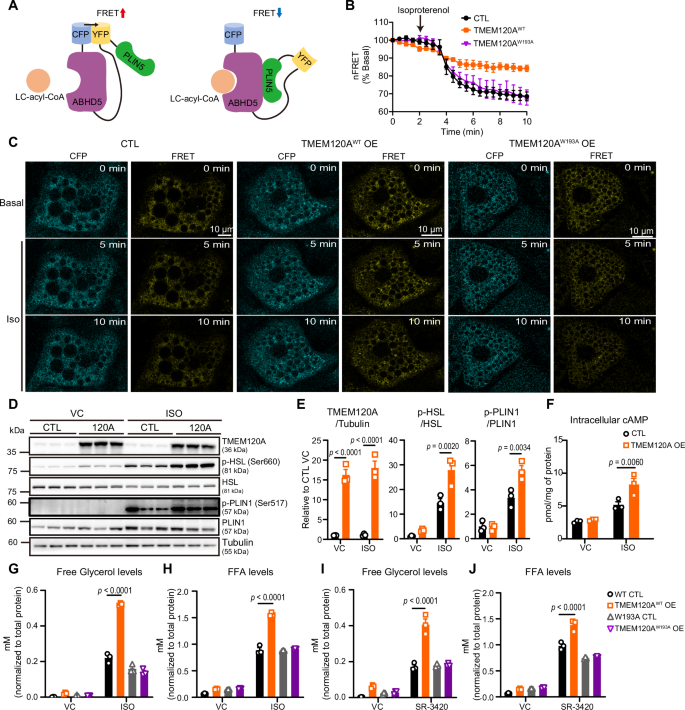 Fig. 4: TMEM120A promote lipolysis by reducing cytosolic LC-acyl-CoA levels in adipocytes.
