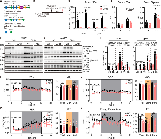 Fig. 5: Adipocyte-specific deletion of TMEM120A impairs CL-induced lipolysis and reduces energy expenditure in vivo.