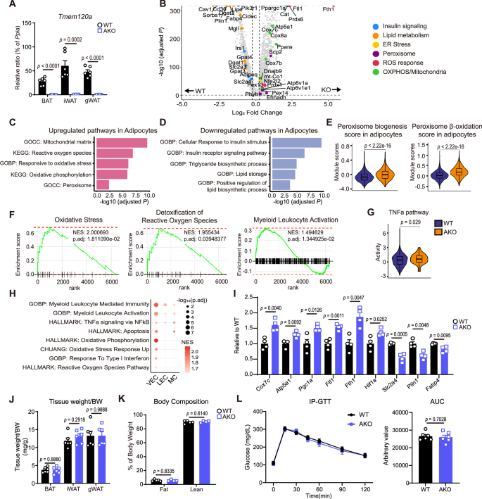 Fig. 6: Single nucleus RNAseq reveals upregulation of genes involved in oxidative stress and inflammation by TMEM120A KO in adipocytes.