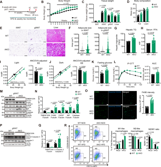 Fig. 7: Adipocyte-specific deletion of TMEM120A exacerbates metabolic dysfunction in a diet–induced obesity mouse model.