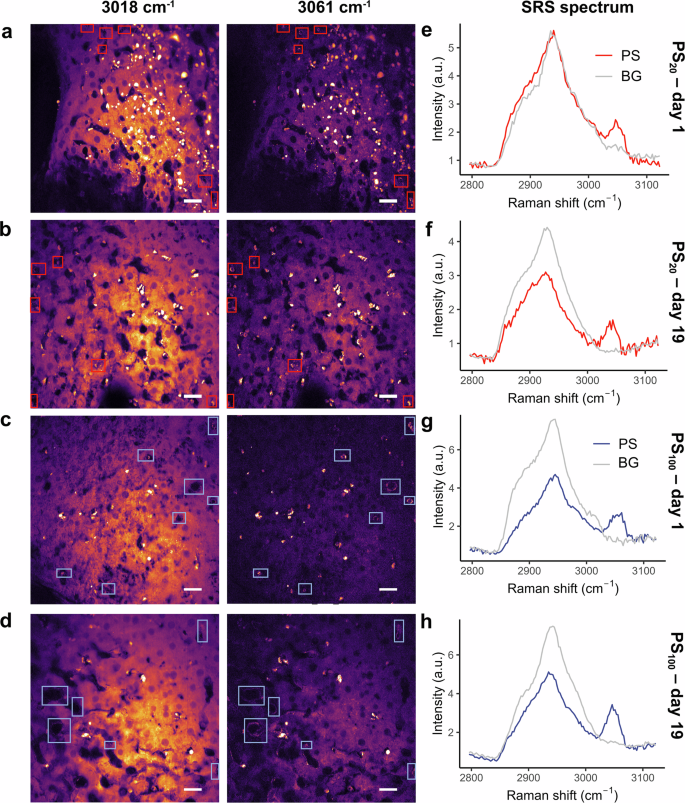 Fig. 3: Distribution of PS NPs in the liver as imaged by SRS.