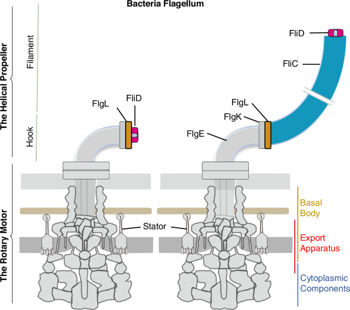 Fig. 1: Schematic of the bacteria flagellar filament assembly.