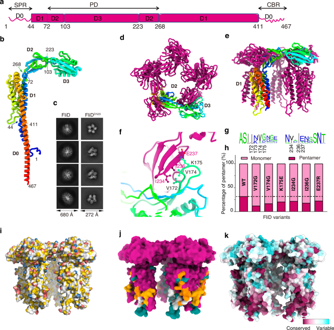 Fig. 2: Structural properties of the filament cap protein FliD.