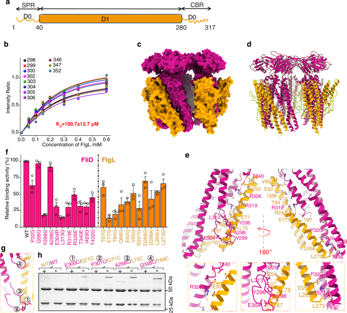 Fig. 3: Structural features of FliD in complex with FlgL.