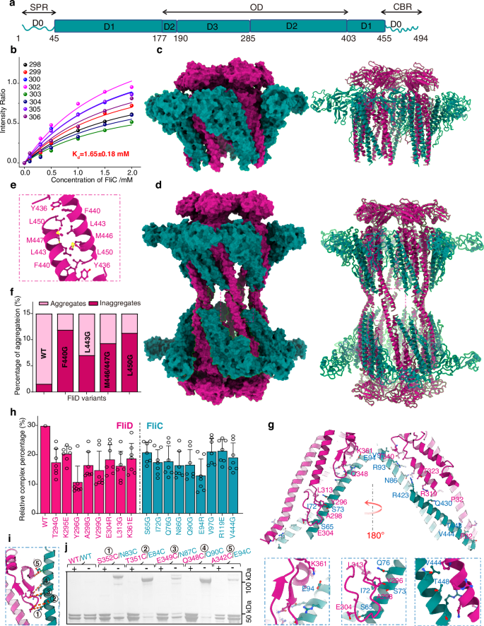 Fig. 4: Structures and ultraweak interaction of FliD in complex with FliC.