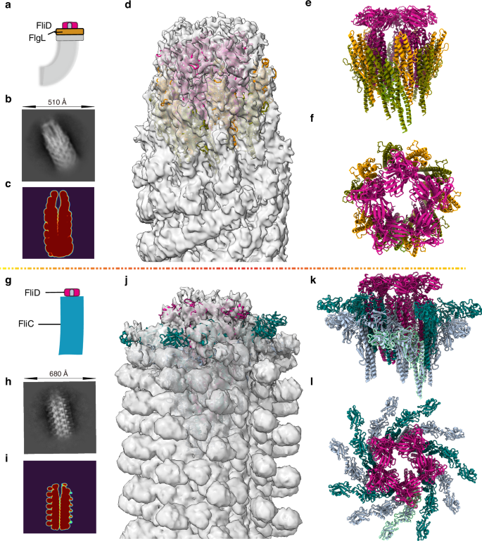 Fig. 5: Structure characterization of the native hook and filament tip.