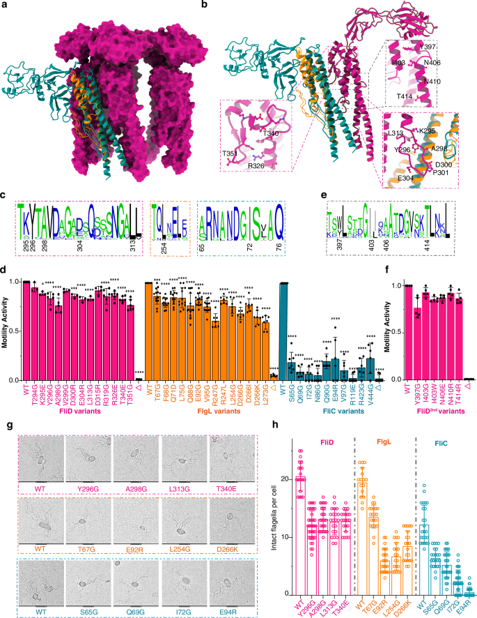 Fig. 6: Functional importance of the transient complexes.