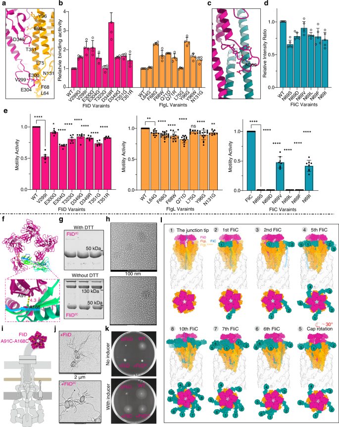 Fig. 7: Structural plasticity and functional validation of the cap-mediated filament assembly mechanism.