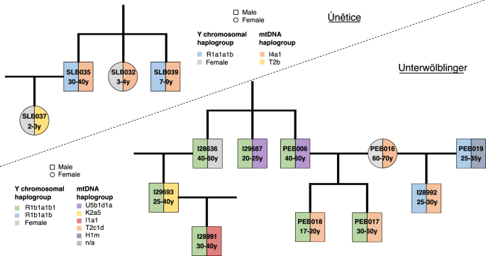 Fig. 6: Examples of reconstructed genetic genealogies for the Únětice and Unterwölbling associated sites.