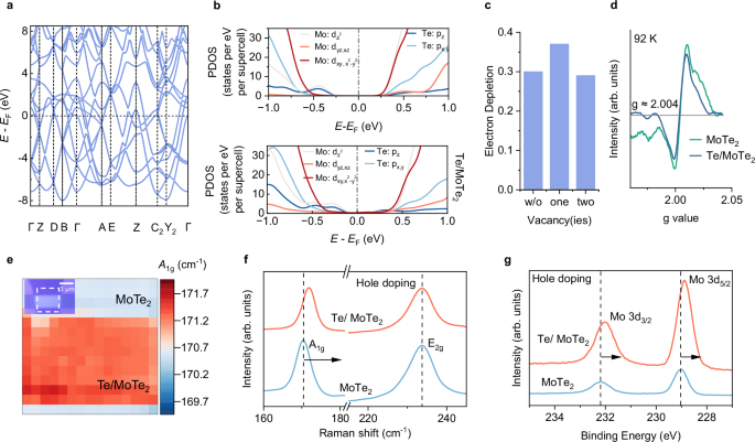 Fig. 3: Mechanism of m-Te as p-type contacts for MoTe2.