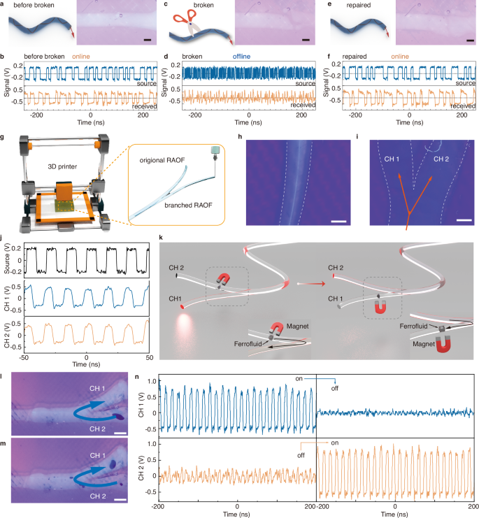 Fig. 4: The demonstration of reconfigurable all-liquid optical fibers (RAOF) with the uniqueness of self-healing, reconfiguration, and flowable core.