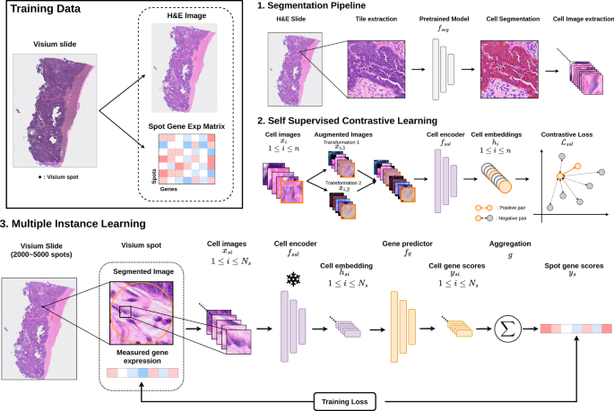 Fig. 1: Overview of the sCellST pipeline.