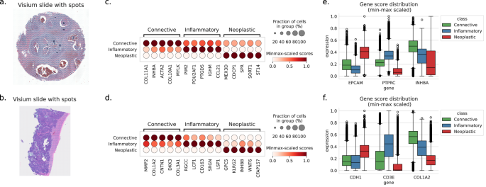 Fig. 4: sCellST comparison with CellViT labels.