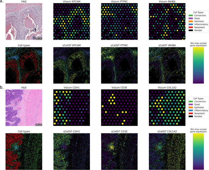 Fig. 5: Cell level predictions with sCellST.