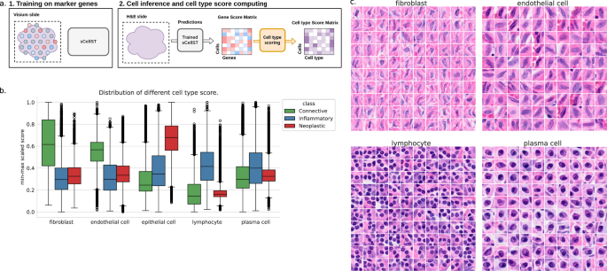 Fig. 7: sCellST discovers cell type morphological features.