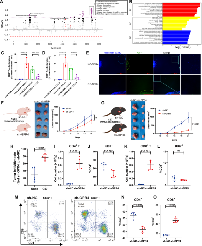 Fig. 2: GPR4 induces immune exclusion.