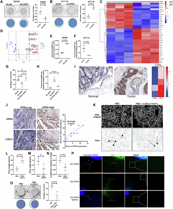 Fig. 4: GPR4 promotes ECM collagen alignment via LOXL2.