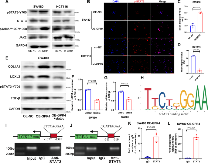 Fig. 6: GPR4 regulates LOXL2 and TGF-β transcription via STAT3.