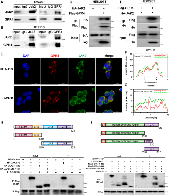 Fig. 7: GPR4 combined with JAK2 directly.
