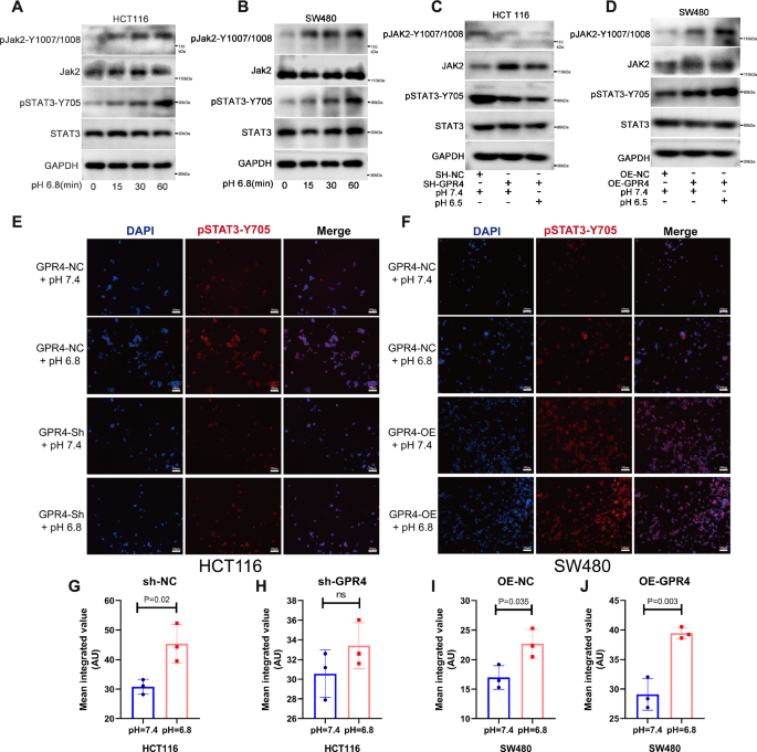 Fig. 8: Acidic environment promotes the activation of JAK2/STAT3 pathway induced by GPR4.