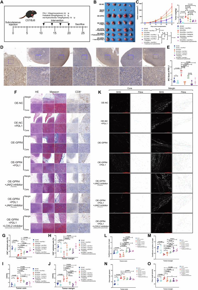Fig. 9: Targeting LOXL2 function or JAK2/STAT3 pathway sensitizes CRC to ICI therapy.