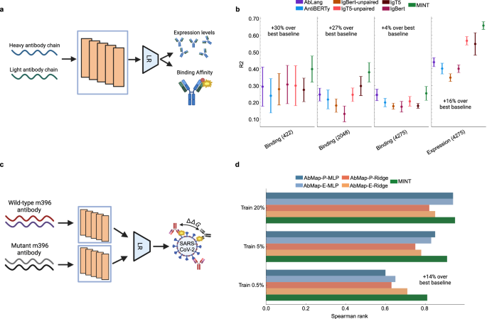 Fig. 3: Comparing MINT to antibody-specific PLMs.