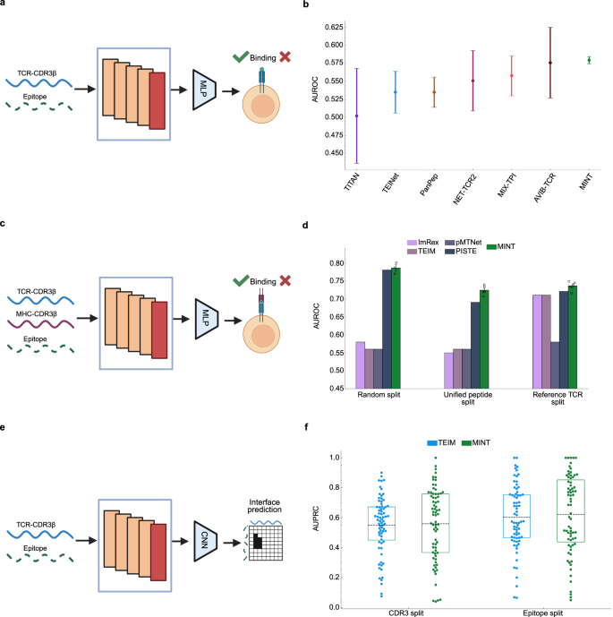 Fig. 4: Comparing finetuned MINT to TCR-MHC-Epitope models.