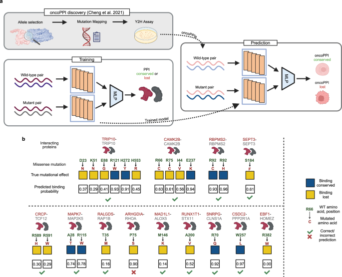 Fig. 5: Overview and results of the mutational effect prediction in oncoPPIs.