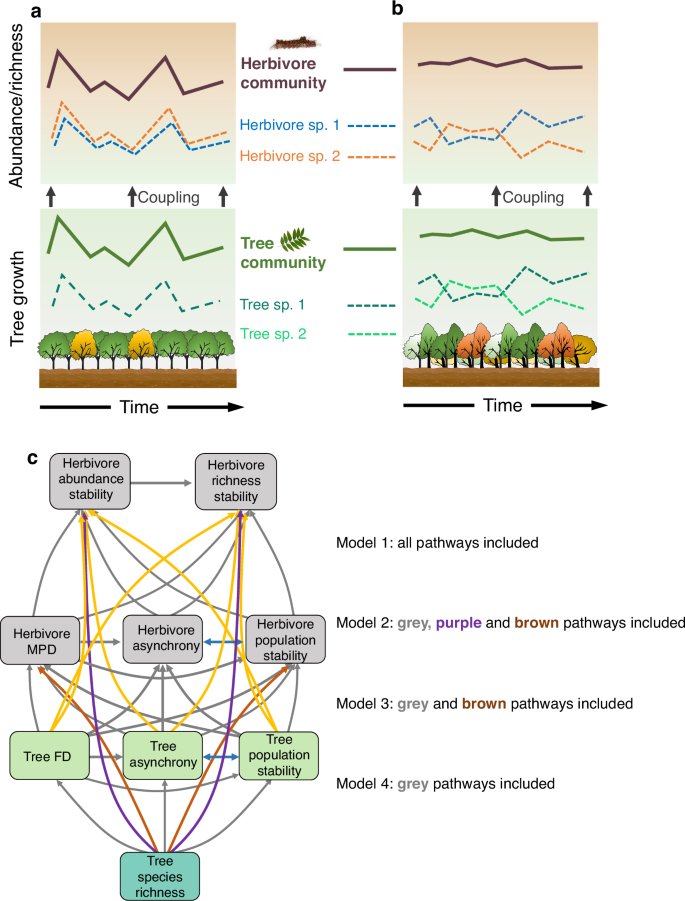 Fig. 1: Conceptual figure and initial path model structure illustrating the determining mechanisms of herbivore community stability.