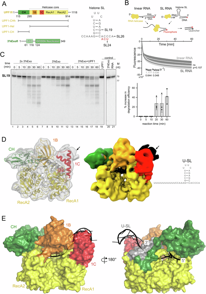 Fig. 1: Functional and structural investigation of the interplay of UPF1 with the histone SL.