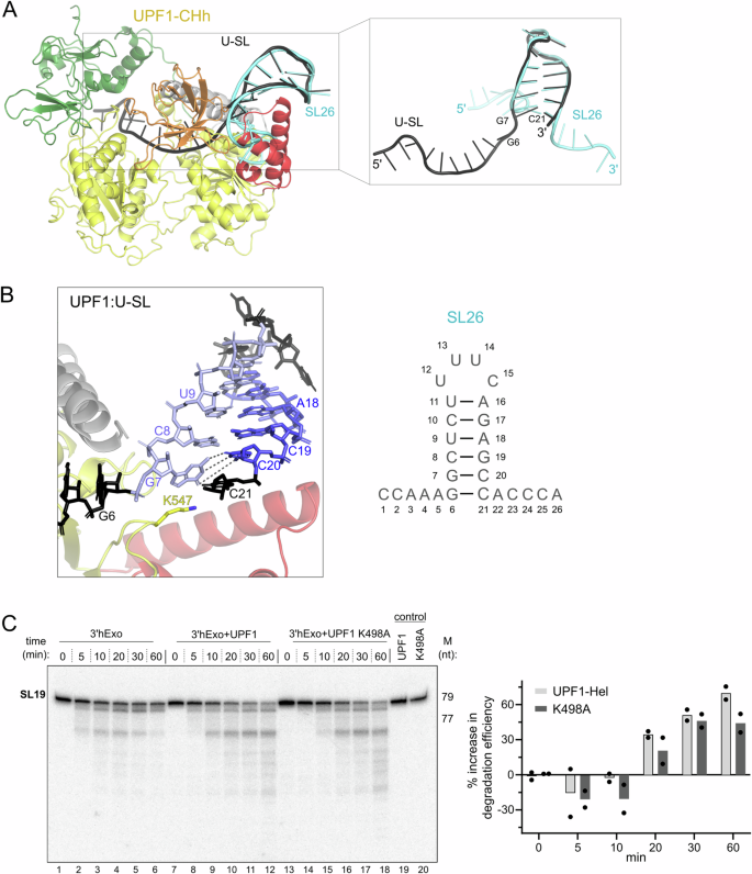 Fig. 2: Binding of UPF1 distorts the histone SL to facilitate its degradation.