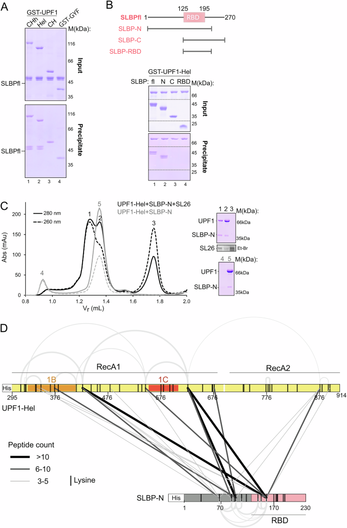 Fig. 3: The N-terminal IDR of SLBP engages the UPF1 helicase core via direct protein–protein interactions.