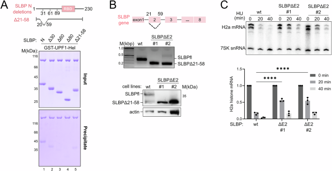 Fig. 4: Disruption of the UPF1-SLBP interaction reduces the rate of RD histone mRNA decay in cells.