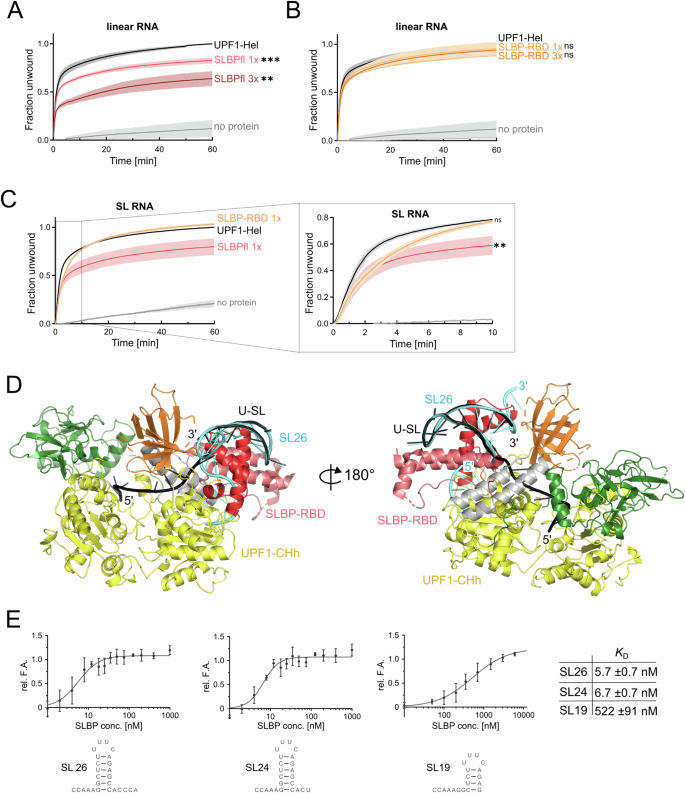 Fig. 5: SLBP restrains unwinding of the histone SL by UPF1 and is displaced from the SL RNA prior to degradation.