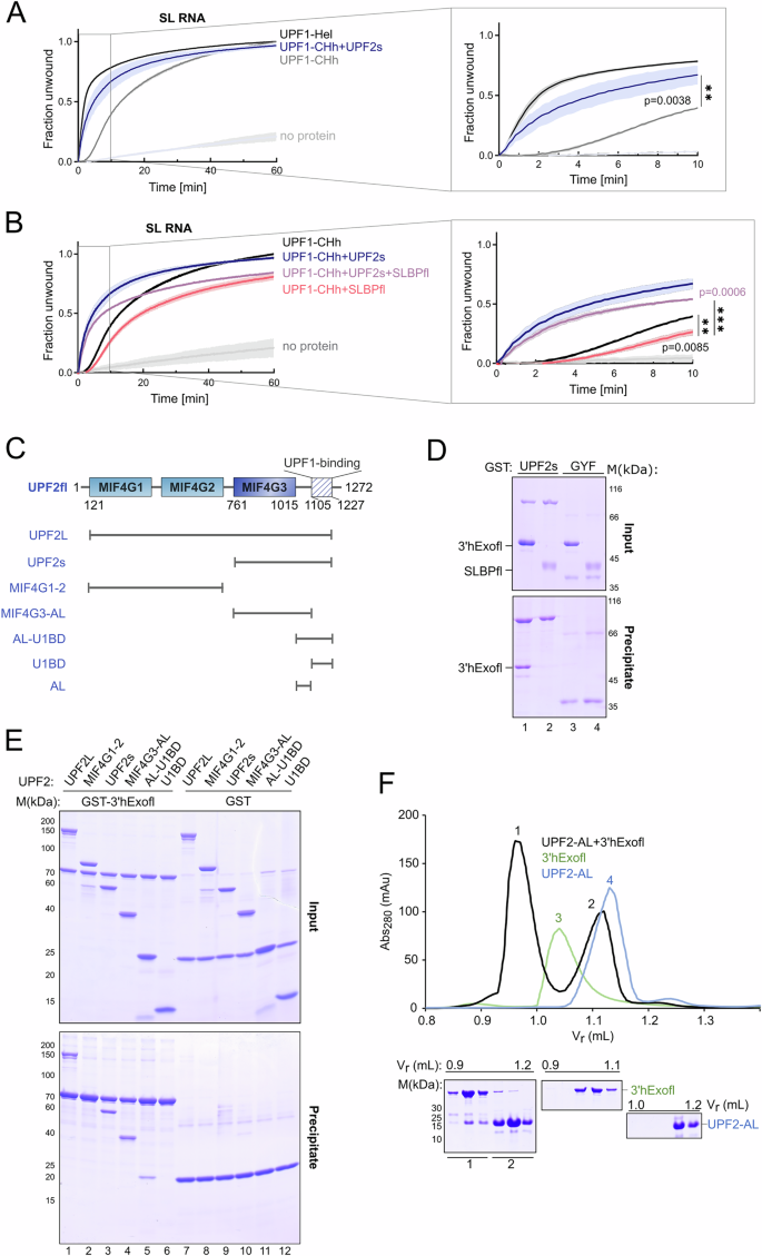 Fig. 6: The role of the UPF1-activator, UPF2, in context of histone mRNA decay.
