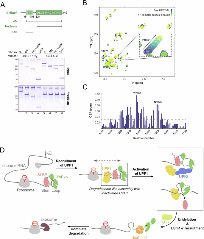 Fig. 7: Recruitment of UPF2 and the concerted regulation of UPF1 within the histone mRNP.
