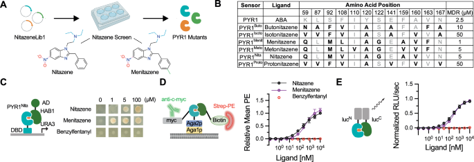Fig. 2: Isolation of PYR1nita, a nanomolar sensor for the synthetic opioid nitazene.