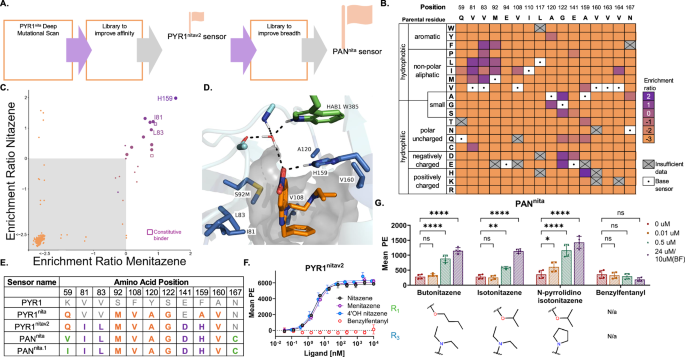 Fig. 3: Optimization of nitazene sensor breadth and sensitivity using deep mutational scanning.