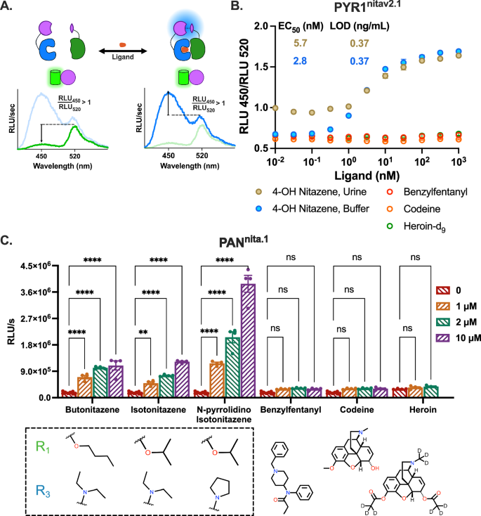 Fig. 4: A ratiometric luminescent assay can sense nitazenes specifically in relevant diagnostic scenarios.